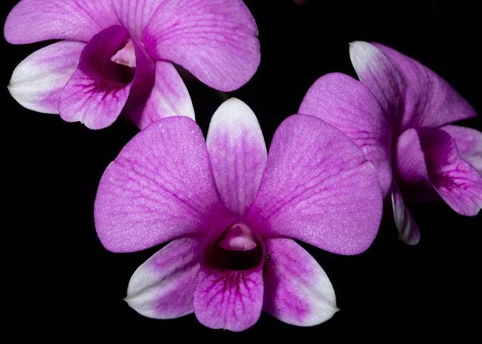 Orchid Flower