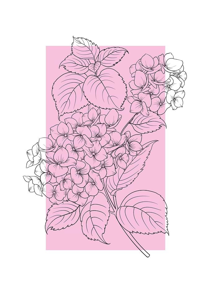 Hydrangea Flower