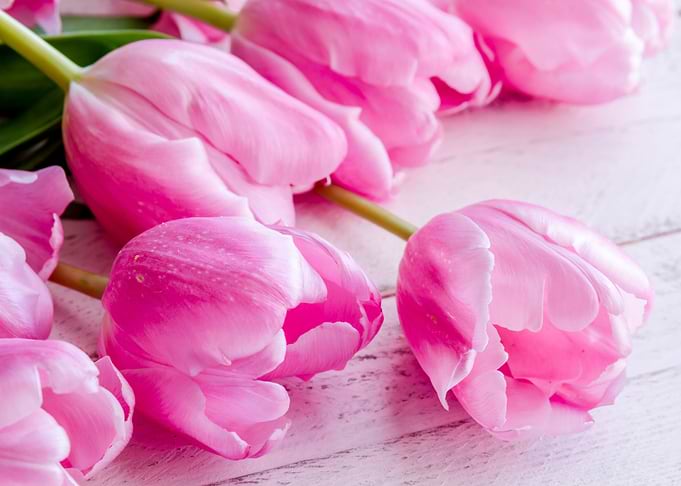 Tulips Flowers
