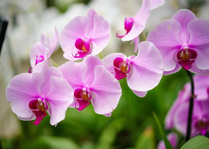 Orchid Flower