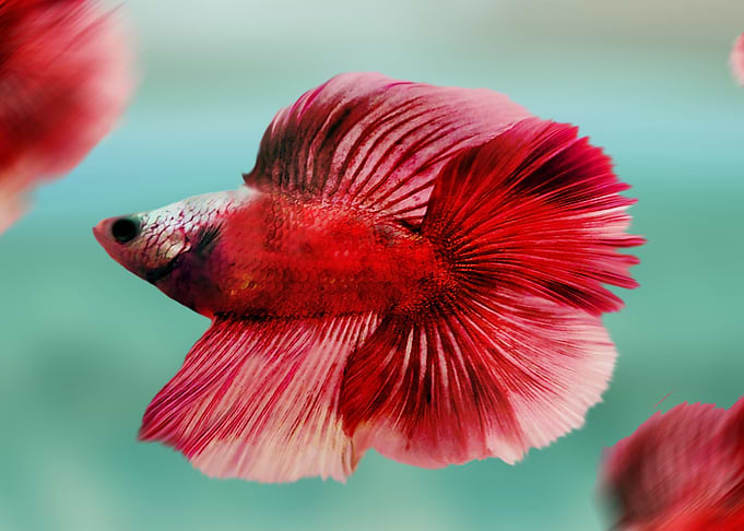 red fish in the aquarium