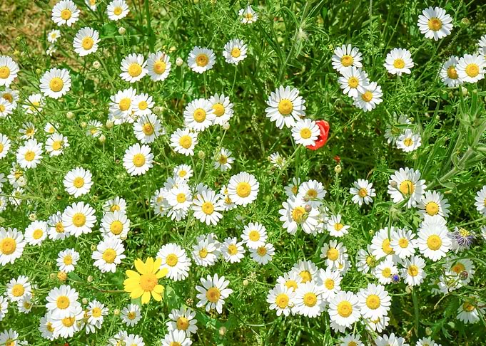 Daisy Flower