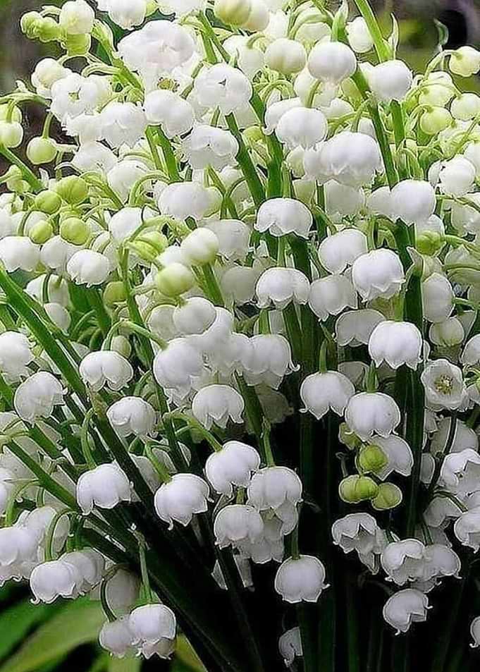 Muguet