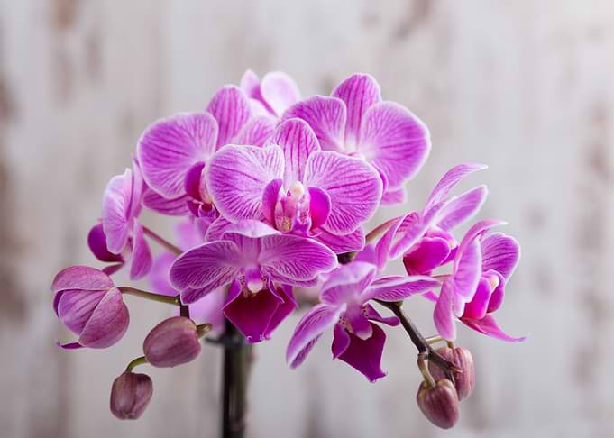 Orchid Flower
