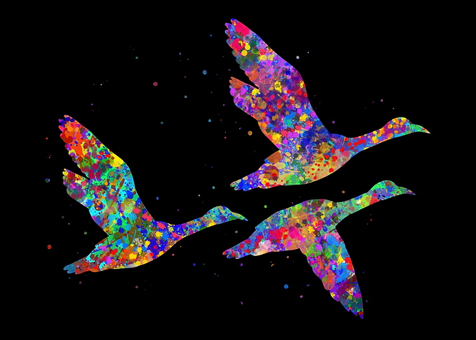 Duck flying