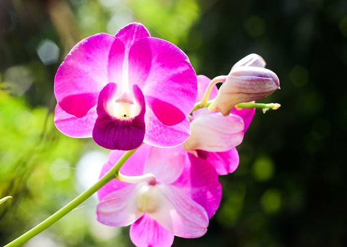 Orchid Flower