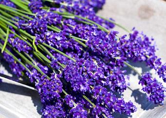 Lavender Flowers