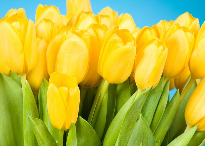 Tulips Flowers