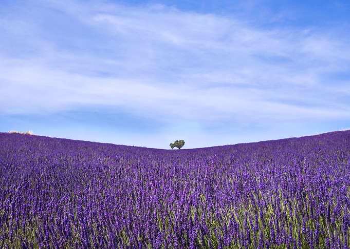 Lavender Flowers