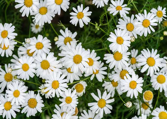 Daisy Flower
