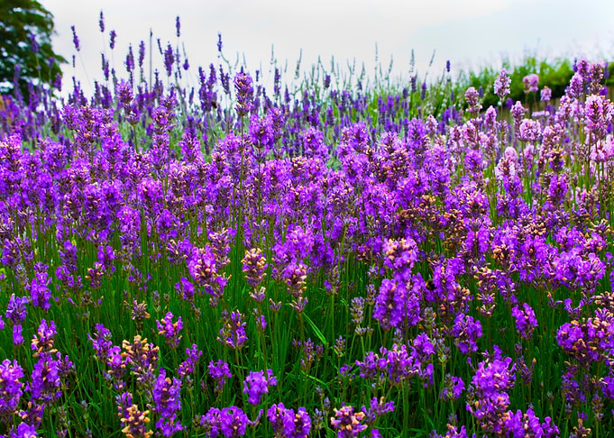 Lavender Flowers