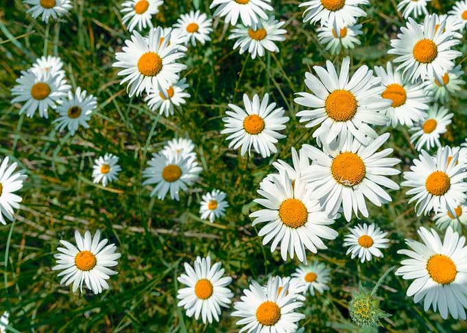 Daisy Flower