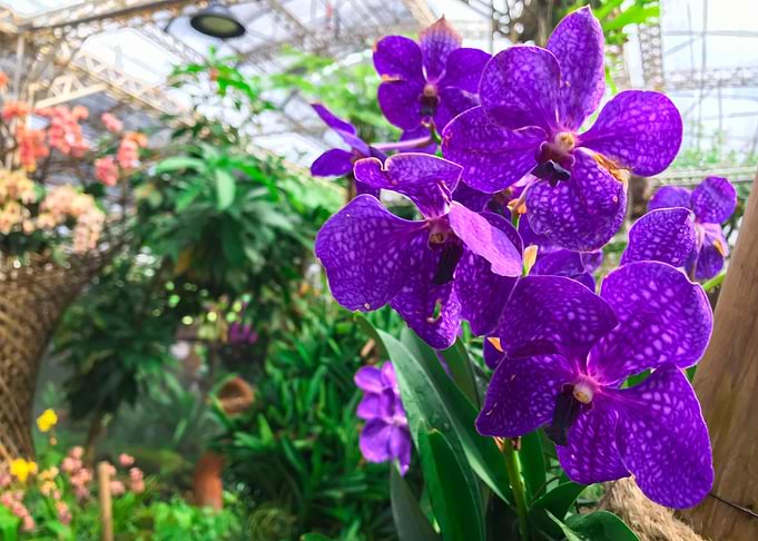 Orchid Flower