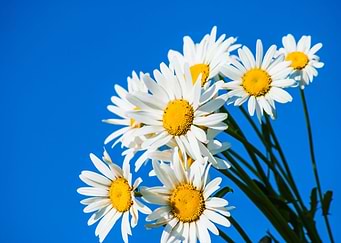 Daisy Flower
