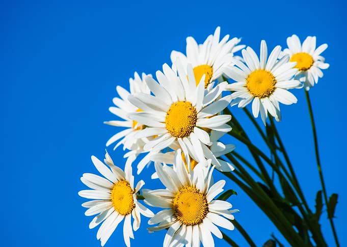 Daisy Flower