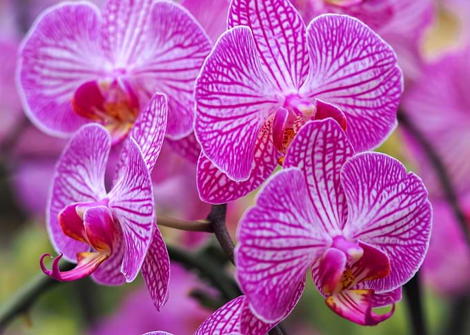 Orchid Flower