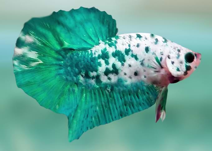 green fish in the ocean