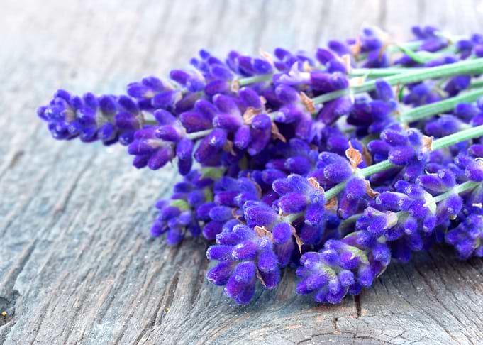 Lavender Flowers