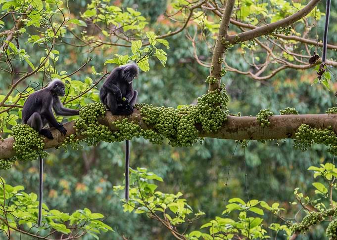 Monkeys in Langkawi