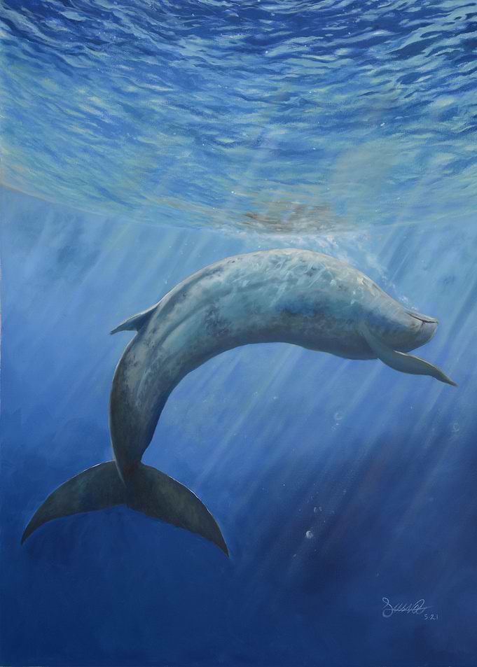 Young Blue Whale