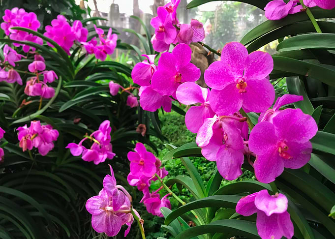 Orchid Flower