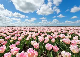 Tulips Flowers