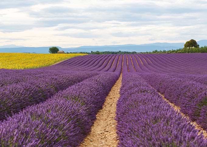 Lavender Flowers