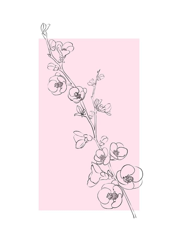 Sakura Cherry Blossom