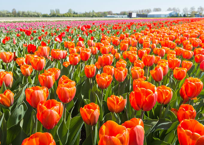 Tulips Flowers