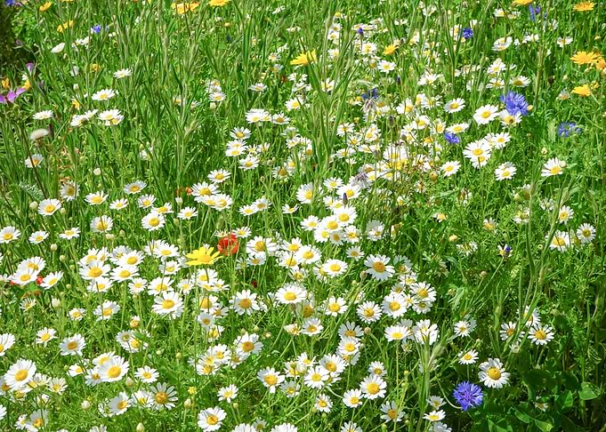 Daisy Flower