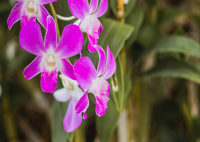 Orchid Flower
