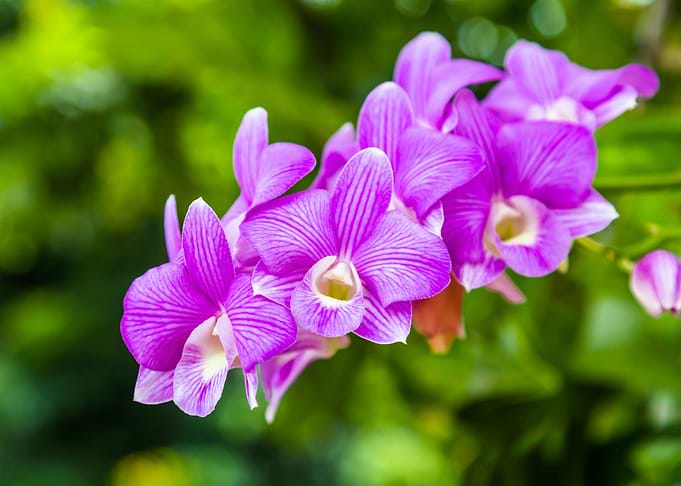 Orchid Flower