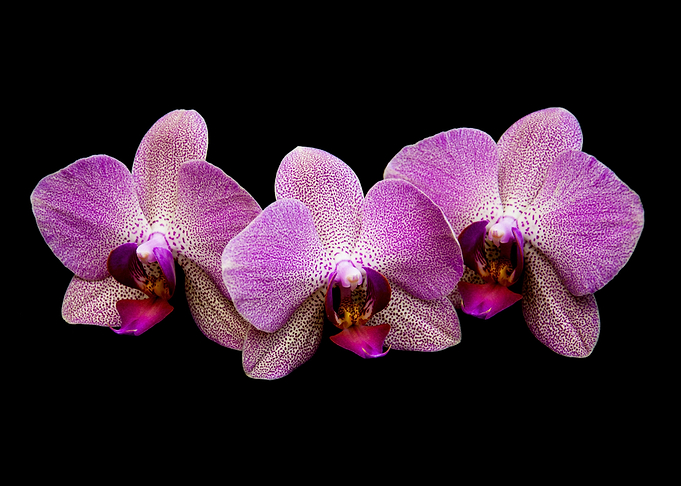 Orchid Flower