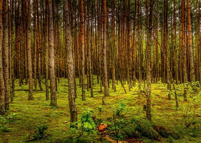 Woods