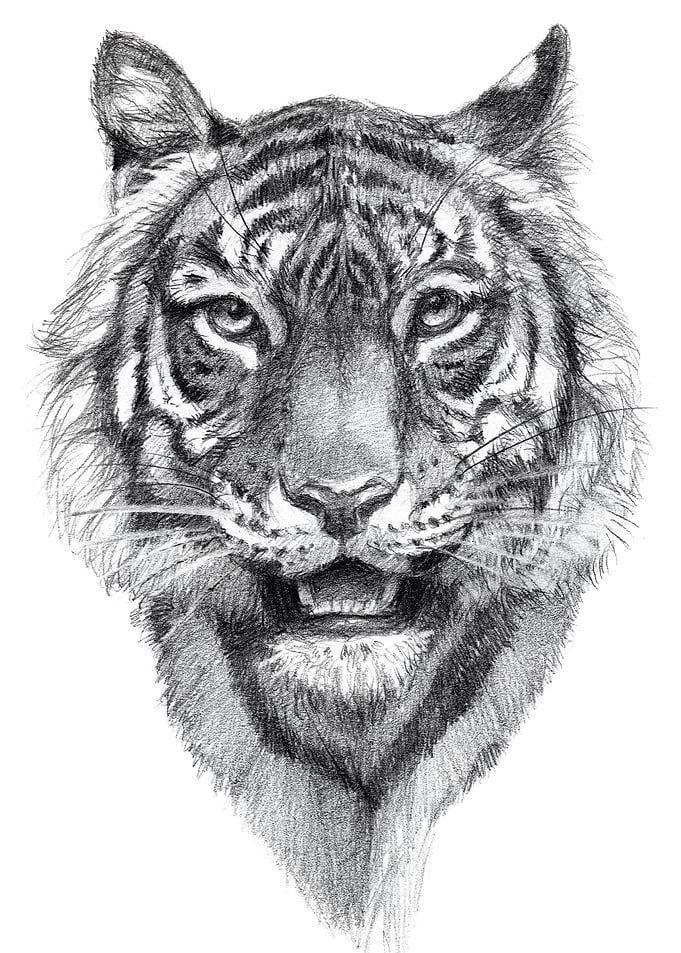 Tiger G21 007