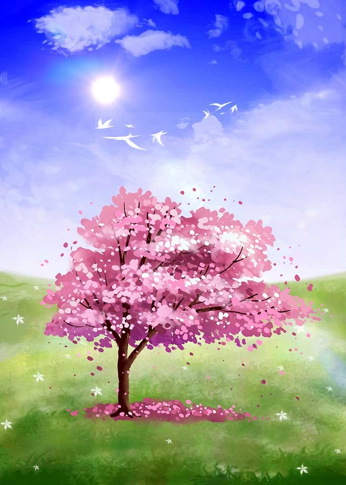 Japanese Cherry Tree