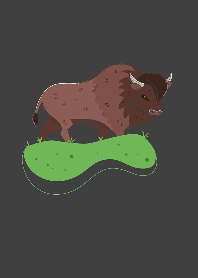 American Bison Classic