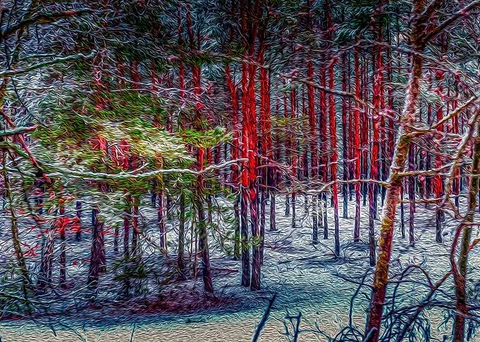 Forest