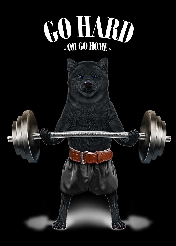 Shiba Dog Weightlifting