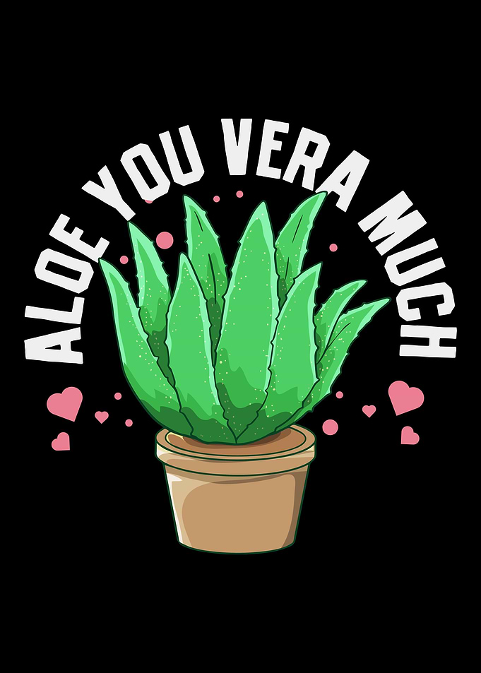 Aloe Vera Aloe Succulents