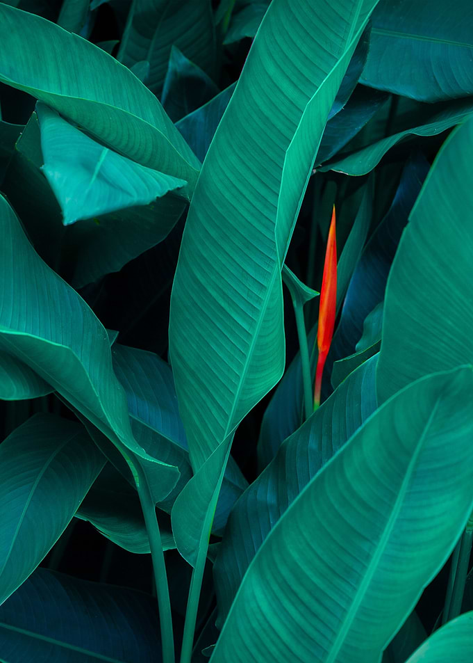 plant leaves 7