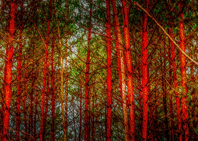 Trees in the woods