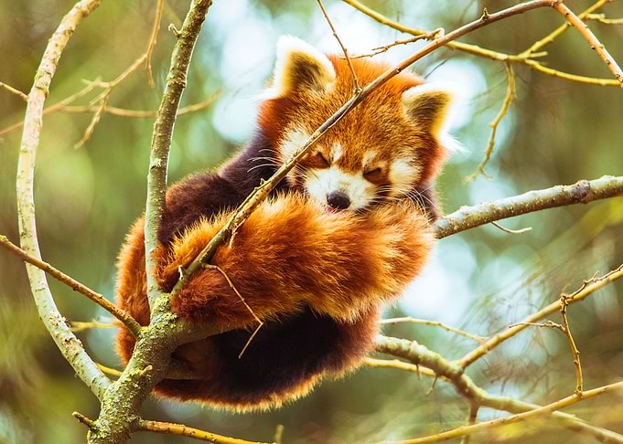 Cute Red Panda