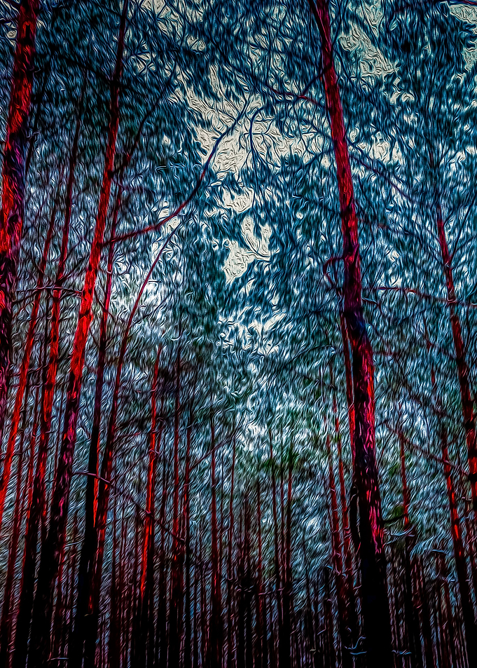 Trees in the woods