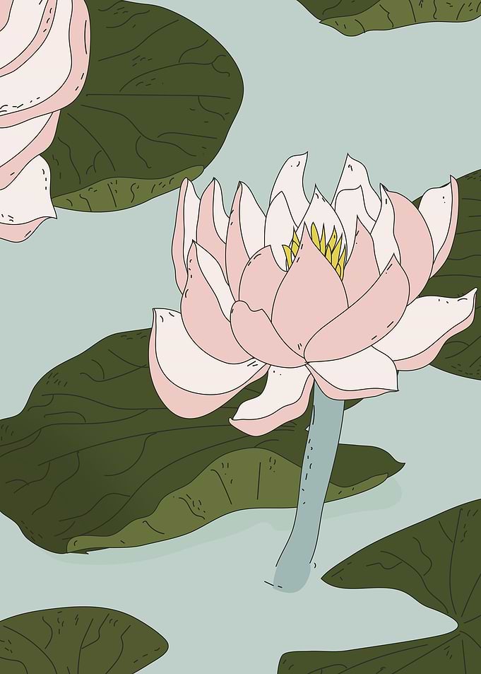 China lily Pond