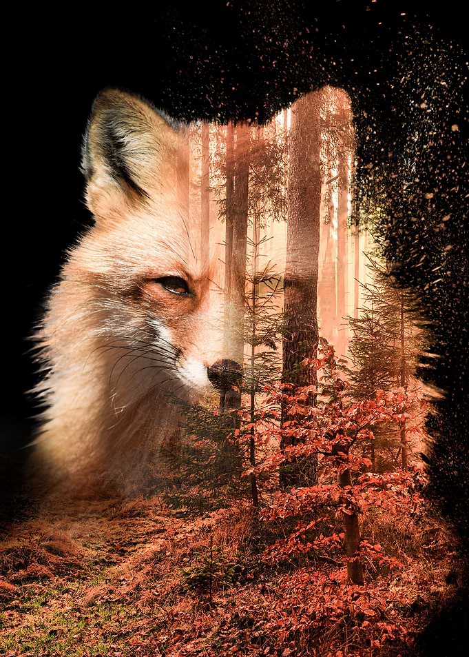 Autumn Fox