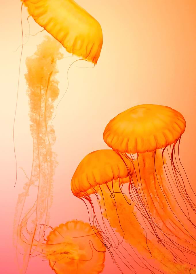 Colorful Jellyfish