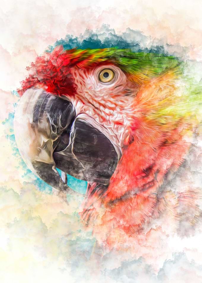 Rainbow Macaw