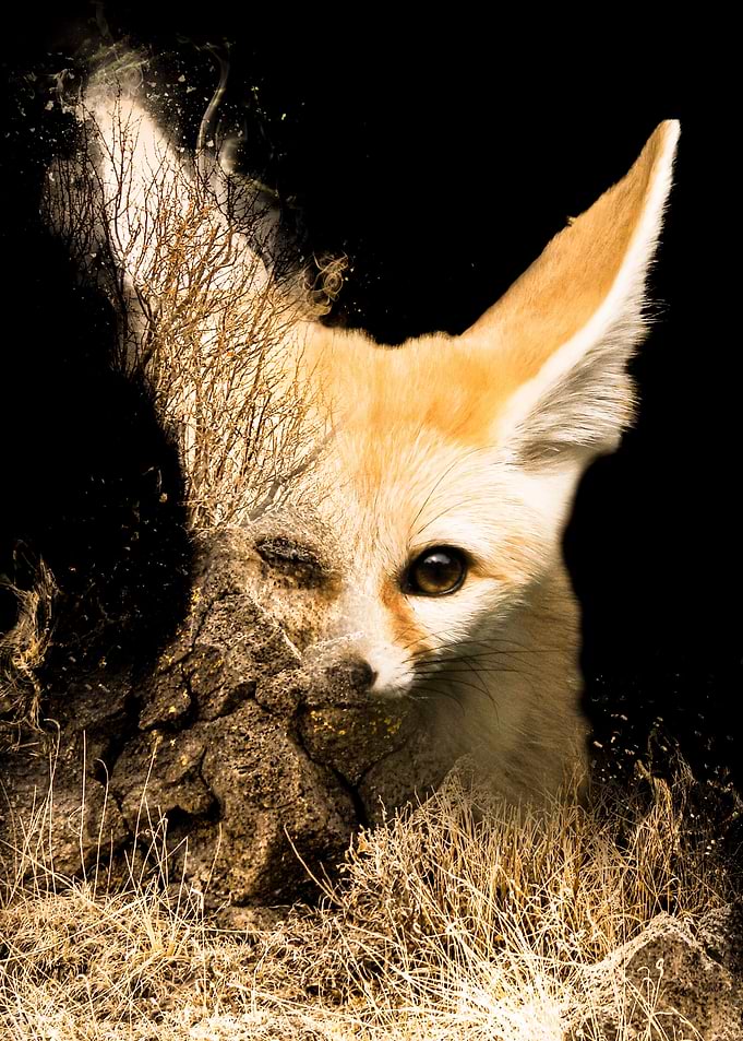 Summer Fox