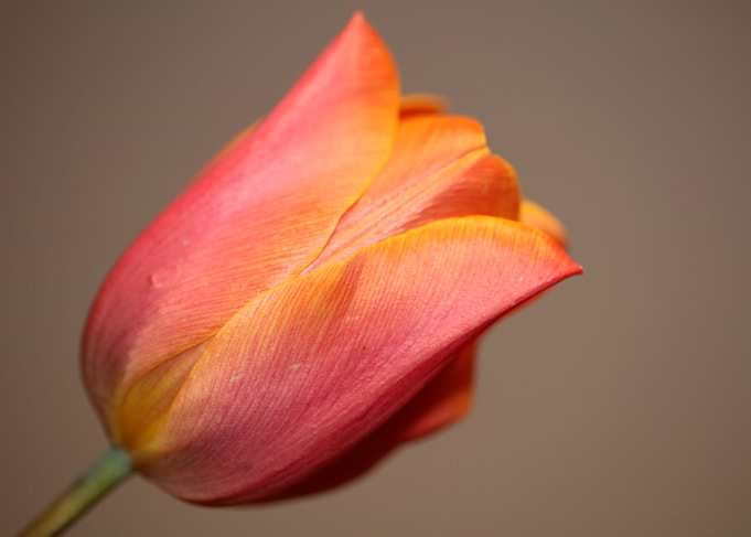 Tulip blossom close up